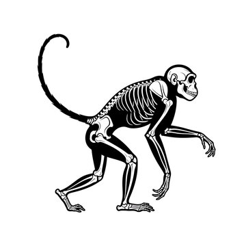 Crawling Monkey Skeleton Vector Illustration

