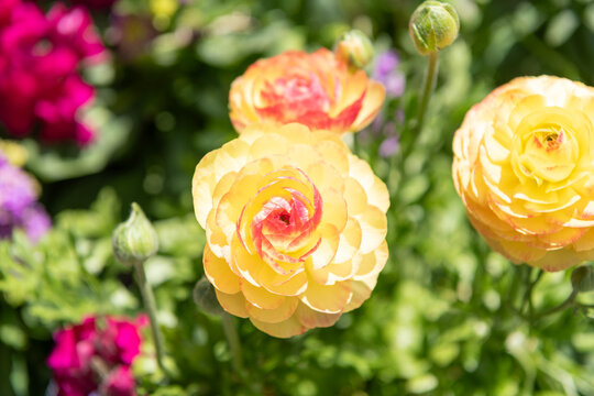 Spring Persian buttercup flower on flowerbed. Persian buttercup flower in spring bloom. Flowering nature. Persian buttercup with blooming flower. Blossom spring season. Persian buttercup flower