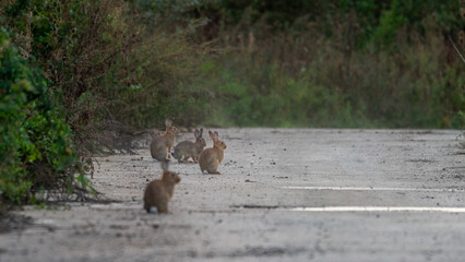 rabbits in the morning wood II  © Sam 