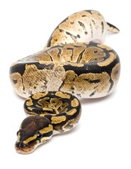 Obraz premium A coiled snake with brown, black, and yellow markings