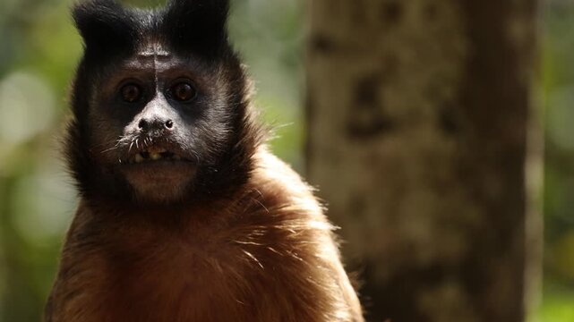 Close-up portrait of a capuchin monkey sitting against a lush tropical forest background, eating while gazing upward with curious eyes, capturing the playful and inquisitive nature of the wildlife.