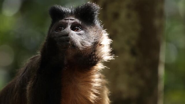 Close-up portrait of a capuchin monkey sitting against a lush tropical forest background, eating while gazing upward with curious eyes, capturing the playful and inquisitive nature of the wildlife.
