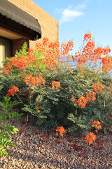 Blooming Mexican Bird of Paradise shrub, Caesalpinia pulcherrima or Caesalpinia mexicana, with bright orange and yellow flowers, planted in desert-style xeriscaped roadside, Phoenix, AZ