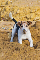 Happy jack russell terrier digging in sand on sunny dog friendly beach, playful mood