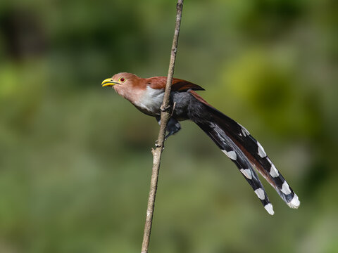 Common Squirrel Cuckoo  Perched On Vertical Branch In Forest on Green Background