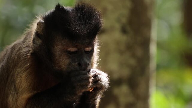 Close-up portrait of a capuchin monkey sitting against a lush tropical forest background, eating while gazing upward with curious eyes, capturing the playful and inquisitive nature of the wildlife.