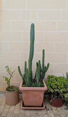 Tall columnar cactus in terracotta pot beside small potted plants on tiled patio, calm minimal garden scene