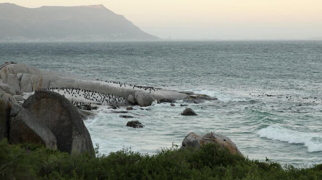 Boulders Beach in Simonstown, a distant sandy shore and cove completely covered with African penguins, offering a serene coastal landscape, wildlife viewing, and a unique nature experience.