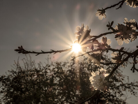 Almendros en flor a contra luz