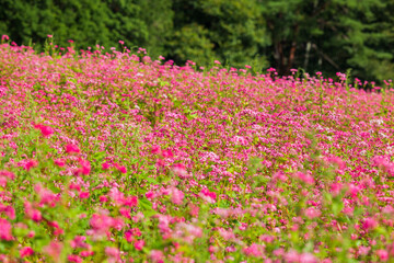 日本の風景・秋　長野　赤そばの里