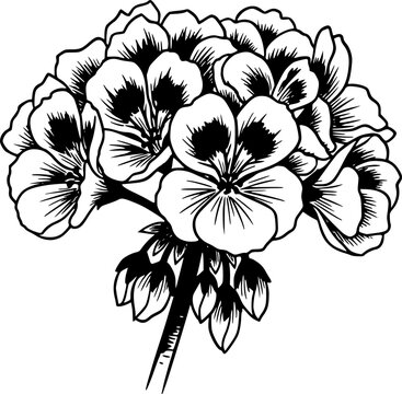 Elegant black and white sumi-e illustration of a blooming gerani

