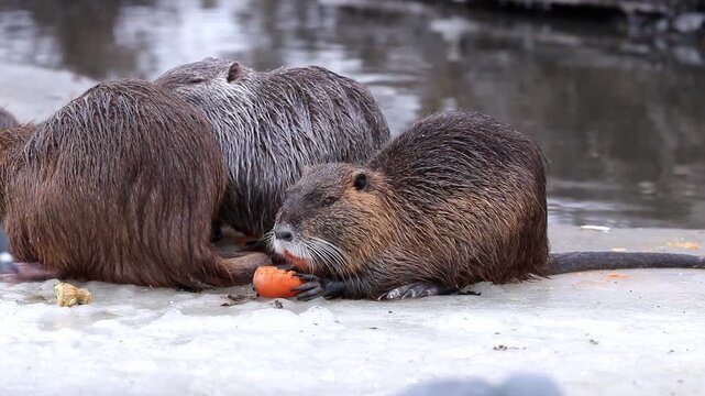Wild nutria sit on ice and eat vegetables.