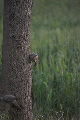 Obraz premium Jungle Babbler (Argya striata) peeking from behind tree trunk in natural habitat