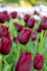 Fototapeta premium Dark red tulips in park during spring. Flowers in garden.