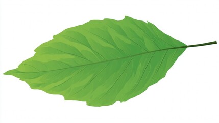 Fototapeta premium Vibrant green leaf illustration on white.