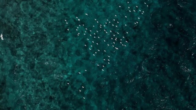Bandada de gaviotas alzando el vuelo sobre las olas del mar azul y cristalino, vista a&eacute;rea, Aruba