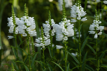 Obraz premium White Physostegia virginiana flowers with bumblebee collecting nectar on blooming spikes in summer garden. Pollination, biodiversity, wildlife habitat and natural ecosystem balance