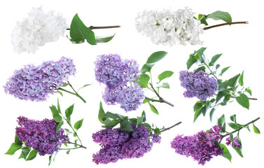 Lilac blossoms. Branches with flowers isolated on white, set