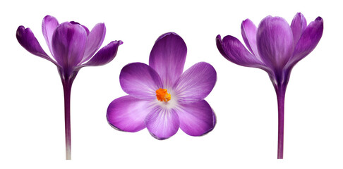 Purple crocus flowers isolated on white, set