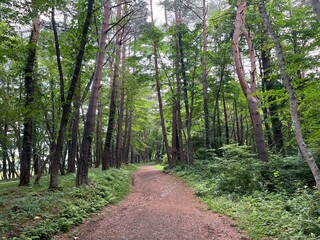 Fototapeta premium scenery in Kita-Karuizawa, Gunma, Japan
