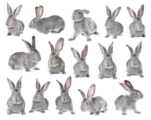 Fototapeta premium Fluffy grey rabbit on white background, collage