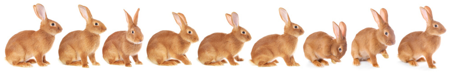 Obraz premium Fluffy brown rabbit on white background, collage