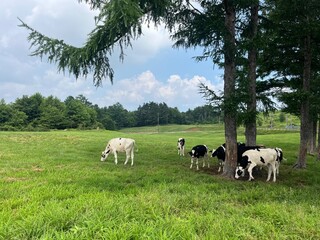 Fototapeta premium Cattle Farm in Kita-Karuizawa, Gunma, Japan