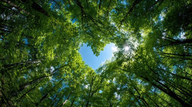 Romantic love theme for Valentines Day. A breathtaking forest canopy with lush green leaves, illuminated by the suns rays filtering through the canopy. The sky is a brilliant blue.