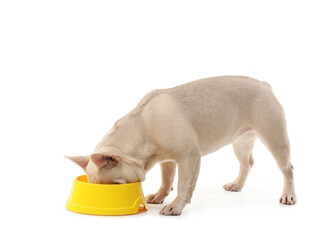 Cute french bulldog eating from food bowl on white background