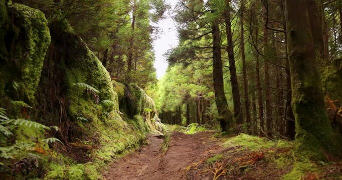 A forest path with moss and ferns in Sao Miguel, Azores