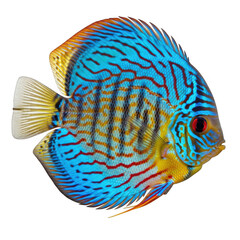 A vibrant blue tang fish with intricate black stripes and yellow accents. isolated on transparent background