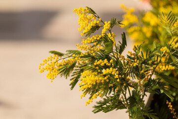 horizontal close up of cargo bicycle cart filled with fresh yellow mimosa branches at street market, Mimosa festival