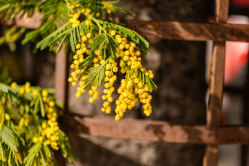 horizontal close up of cargo bicycle cart filled with fresh yellow mimosa branches at street market, Mimosa festival
