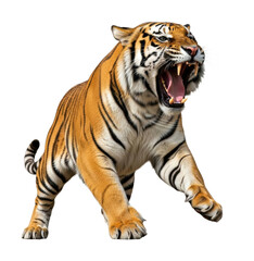 Obraz premium Roaring tiger in motion jungle habitat wildlife action isolated on transparent background