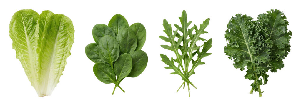Harvesting fresh greens lettuce spinach kale and arugula isolated on transparent background