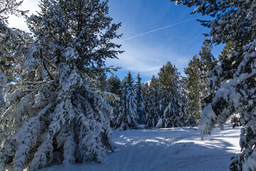 Landscape of Vitosha Mountain, Bulgaria