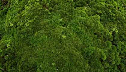 Close-up Aerial View of Lush Green Moss Texture Background.
