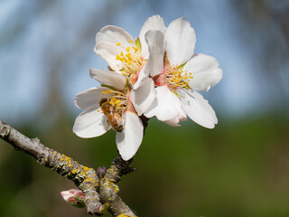 Honeybee pollinating white spring tree blossoms
