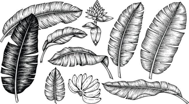 Hand drawn banana leaves and banana fruit illustration set in vintage engraving style with detailed tropical foliage elements isolated on white background
