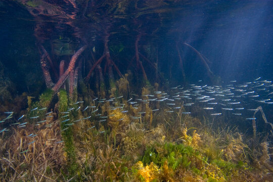 Prop Roots of Red Mangrove,Rhizophora mangle, underwater serving as a host for algae, sponges and other marine life in Florida Bay