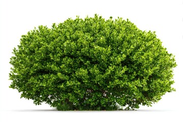 Lush, rounded green bush with dense foliage on white background