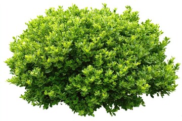 Obraz premium Lush, verdant green bush with dense foliage, isolated on white