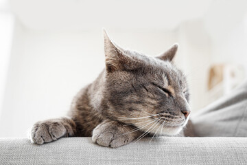Cute grey cat lying on sofa in living room, closeup