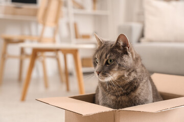Cute grey cat sitting in cardboard box in living room