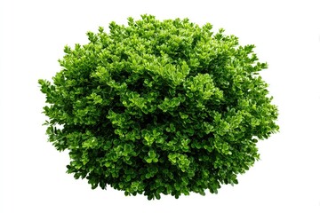 Obraz premium A perfectly rounded, lush green shrub isolated against a white background