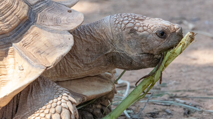 Obraz premium Detailed close-up of Tortoise walking across sandy terrain, highlighting its textured shell and distinctive orange and black markings. 