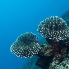 Obraz premium Vibrant coral formations thriving in the clear blue ocean depths.