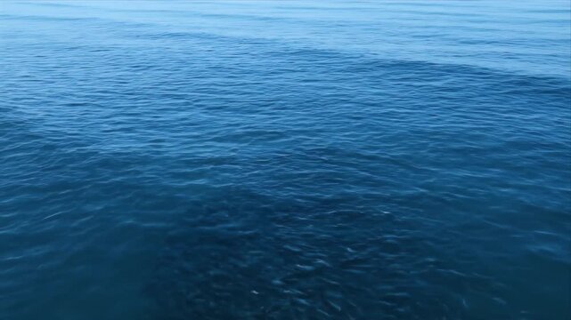 School of Small Fish Swarming Beneath Rippling Blue Ocean Surface With Sunlight Glinting On Water