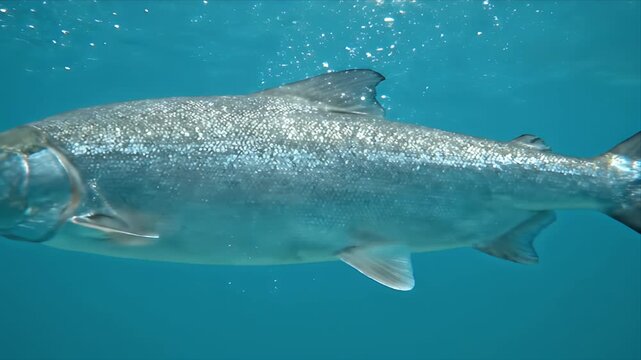 Silver Salmon Swimming Underwater in Clear Blue Ocean Waters