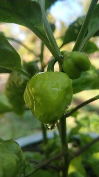 Scotch Bonnet Chili Peppers Growing on Tree with Bokeh Background	
